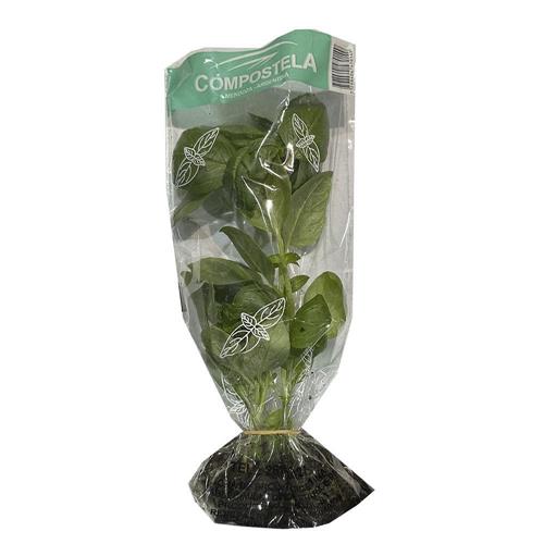 ALBAHACA HIDROPONICA EL NOGAL